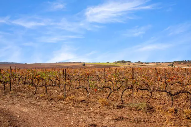 Rows of vines with colorful leaves of autumn vineyards close-up on a blurred background. Israel