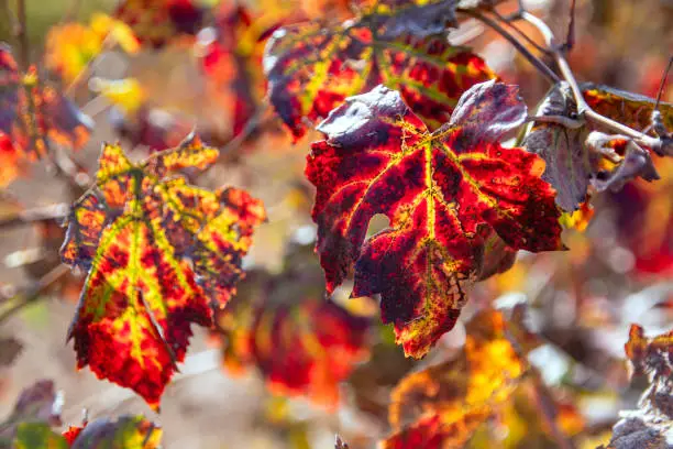 Colorful leaves of autumn vineyards close-up on a blurred background