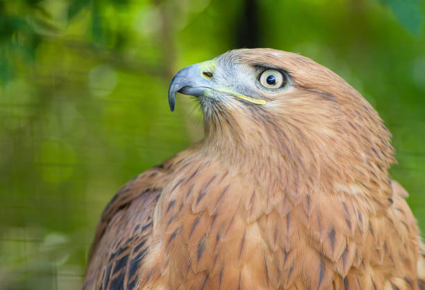 istock Portrait of Long-legged Buzzard (Buteo rufinus) 1191419948
