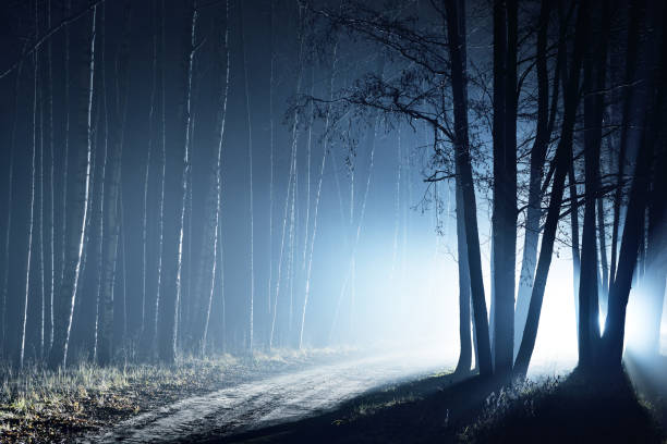 Dark forest scene. Light rays through the silhouettes of the pine and birch trees at night. Sigulda, Latvia
