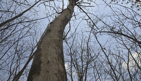 Drough in dry teak forest and mixed forest, during the dry season.