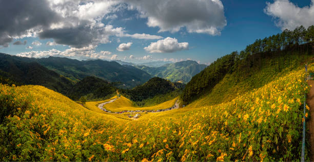 istock sunflower in mountain thailand 1191423879