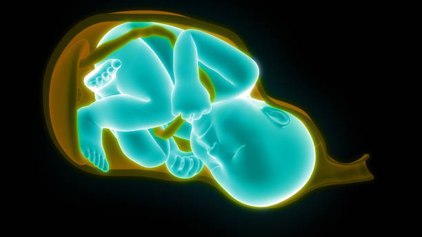 태아 (아기) 자궁 해부학 - vagina uterus human fertility x ray image 뉴스 사진 이미지