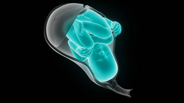fötus (baby) in der mutteranatomie - vagina uterus human fertility x ray image stock-fotos und bilder