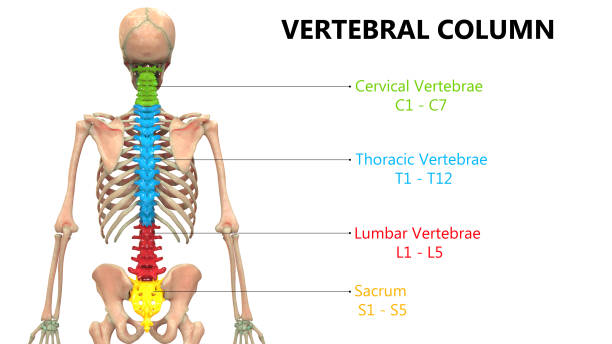 istock Vertebral Column of Human Skeleton System Anatomy 1191428381