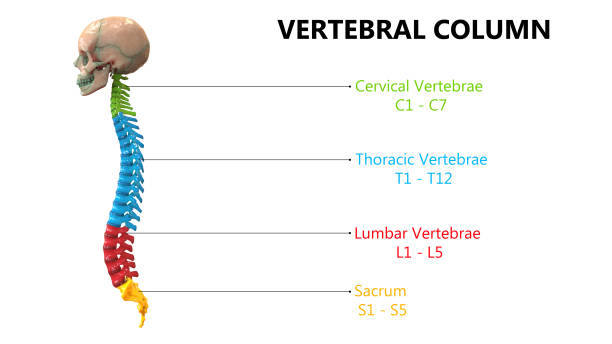 istock Vertebral Column of Human Skeleton System Anatomy 1191428396