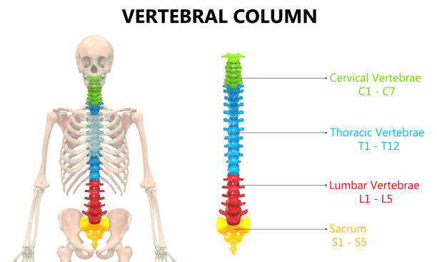 istock Vertebral Column of Human Skeleton System Anatomy 1191428412