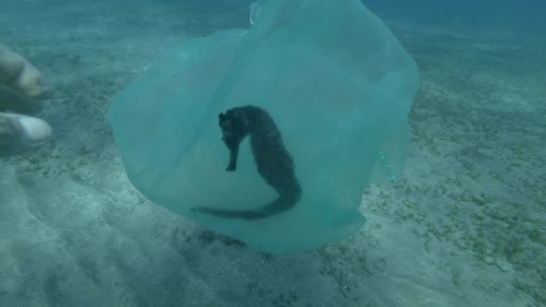 Male hand of a diver-volunteer frees a Seahorse entangled in a plastic bag. Plastic pollution of the ocean, plastic garbage in the water killing animals. Sea Horse from in plastic bag. 4K/50fps