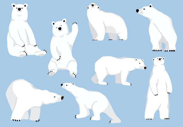 Ilustración de Carácter Simple De Oso Blanco Ilustración Vectorial Personaje Doodle Dibujos Animados y más Vectores Libres de Derechos de Oso - iStock Ilustración de Carácter Simple De Oso Blanco Ilustración Vectorial Personaje Doodle Dibujos Animados y más Vectores Libres de Derechos de Oso - iStock