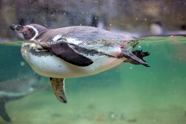 istock Penguins, swimming in a pool, eating 1191430215