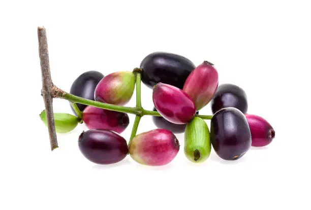 Jambolan plum or Java plum isolated on white background