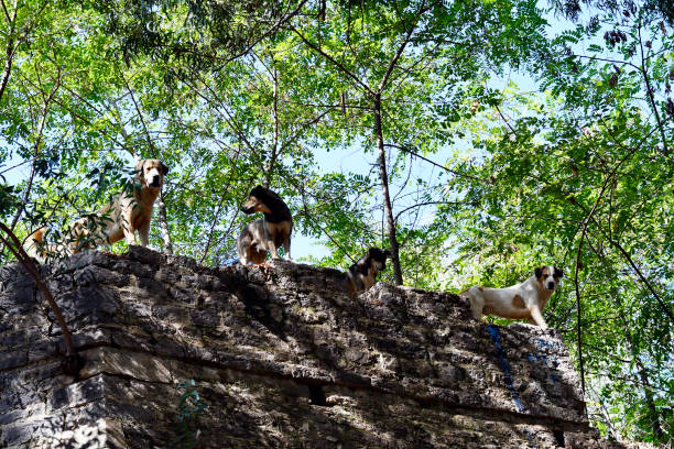 istock Greece, Preveza, Dogs 1191433034