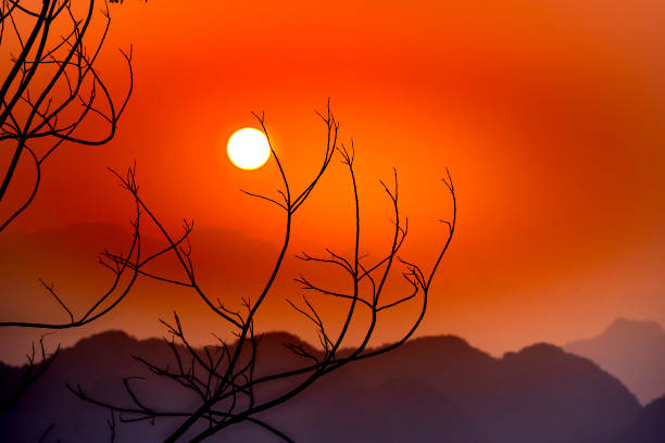 istock Close-up image of the sun behind a tree at sunset. 1191433580