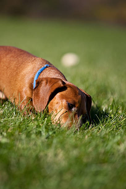 istock Miniature Dachshund sniffing in the grass 119143375