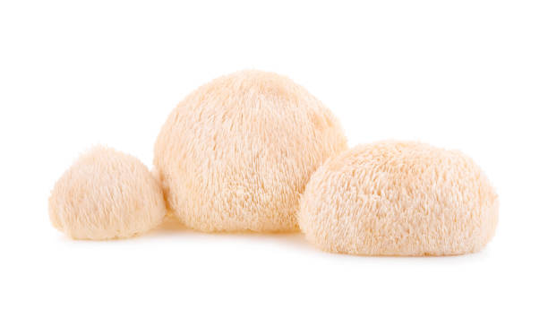 istock Lion mane mushroom isolated on white background 1191434474