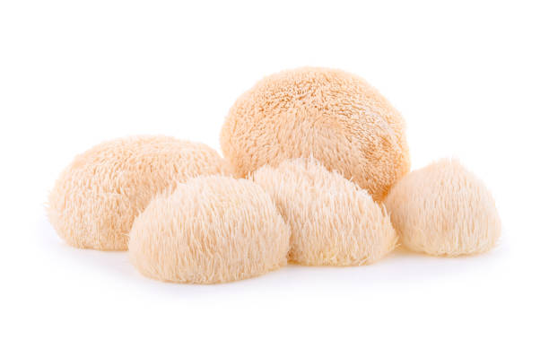 istock Lion mane mushroom isolated on white background 1191434565