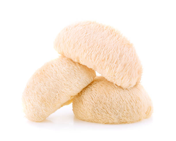 istock Lion mane mushroom isolated on white background 1191434661