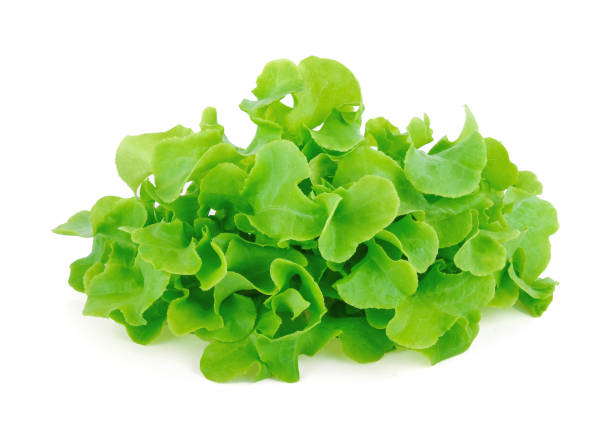 istock Green oak lettuce on white background 1191434789