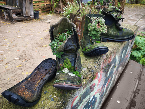 Upcycle old things creatively! Succulent plants and moss and trendy succulent plants growing in upcycled old leather boots in alternative garden. Space for your text.