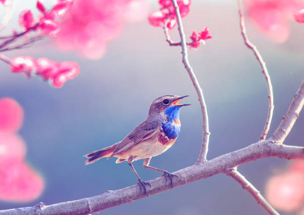 Photo of little bird with a blue throat sits on a flowering rose bushes in the garden  may Sunny garden in delicate lilac tones