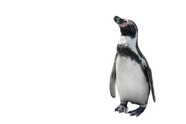 istock Funny standing penguin full length isolated on white. 1191437806
