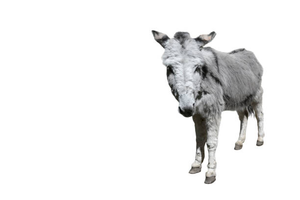 istock Funny fluffy gray donkey standing and looking into camera. 1191437819