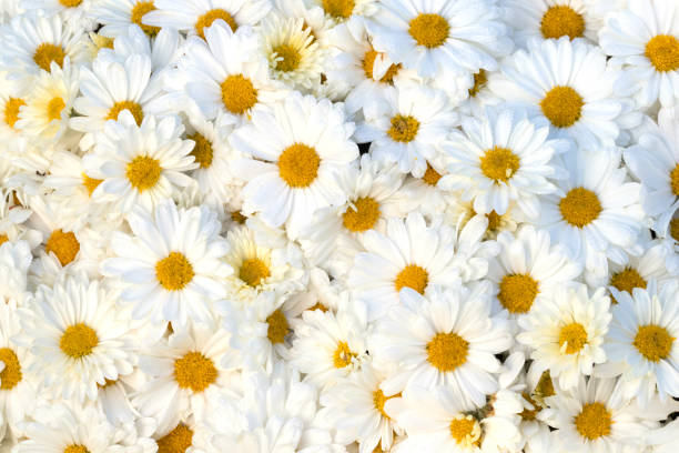 istock Plethora of Daisies 1191437830