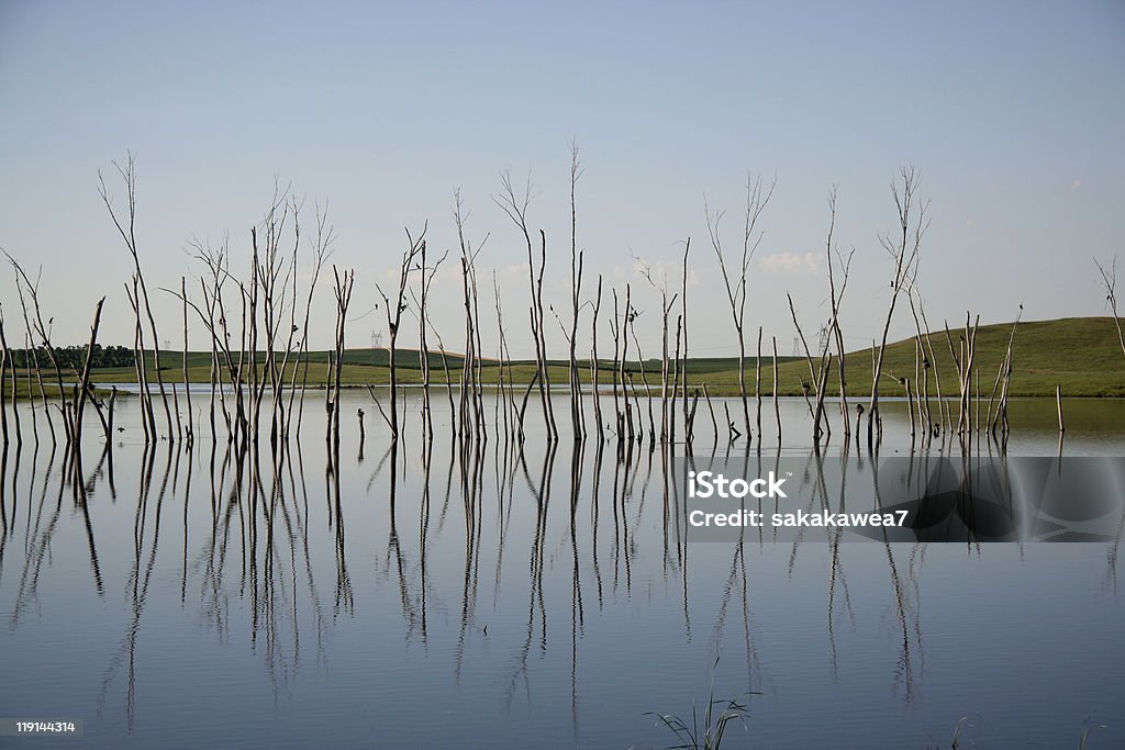 Reflexion - Lizenzfrei Baum Stock-Foto