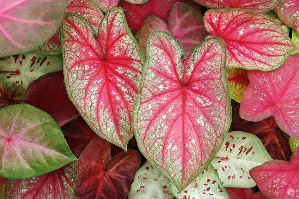 Photo of Colorful Caladium Plant Leaves Foliage as Natural Texture Background