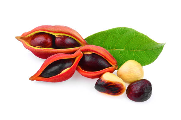 istock sweet chestnuts (Sterculia monosperma) on white background 1191447030