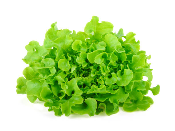 istock Green oak lettuce on white background 1191448235