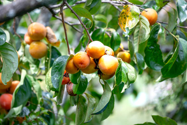 istock Persimmon fruit on a branch in sunny autumn day. 1191448340