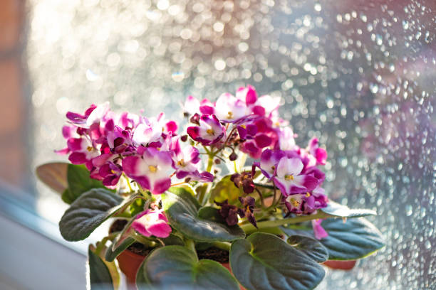 fleur violette de saintpaulia en pot sur la fenêtre humide floue de fond de bokeh. plante d'intérieur de senpolia africaine. - close up sunlight white perennial photos et images de collection