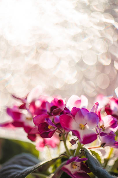 fleur violette de saintpaulia en pot sur la fenêtre humide floue de fond de bokeh. plante d'intérieur de senpolia africaine. mise au point douce. - close up sunlight white perennial photos et images de collection