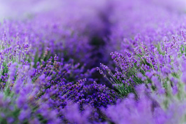 istock Lavender bushes closeup on sunset. 1191450179