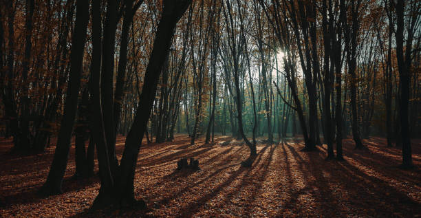 istock morning autumn forest with sunrise light beams 1191451390
