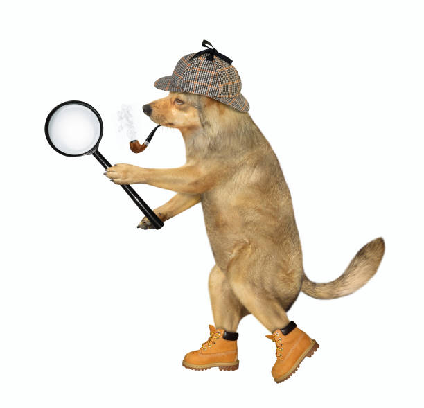 istock Dog detective with magnifying glass 1191451437