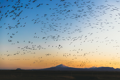 Dramatic view of bright colorful orange sunrise above volcanic winter landscape and a large group of birds in South Iceland