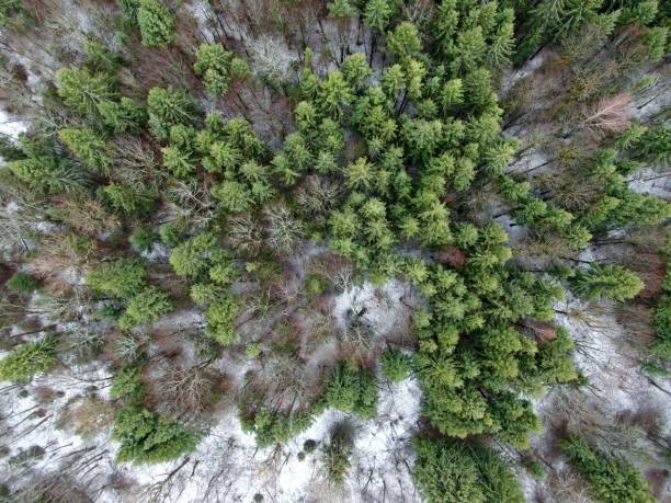 istock Aerial view green field surrounded by forest covered with white snow. Beautiful panoramic landscape 1191451765