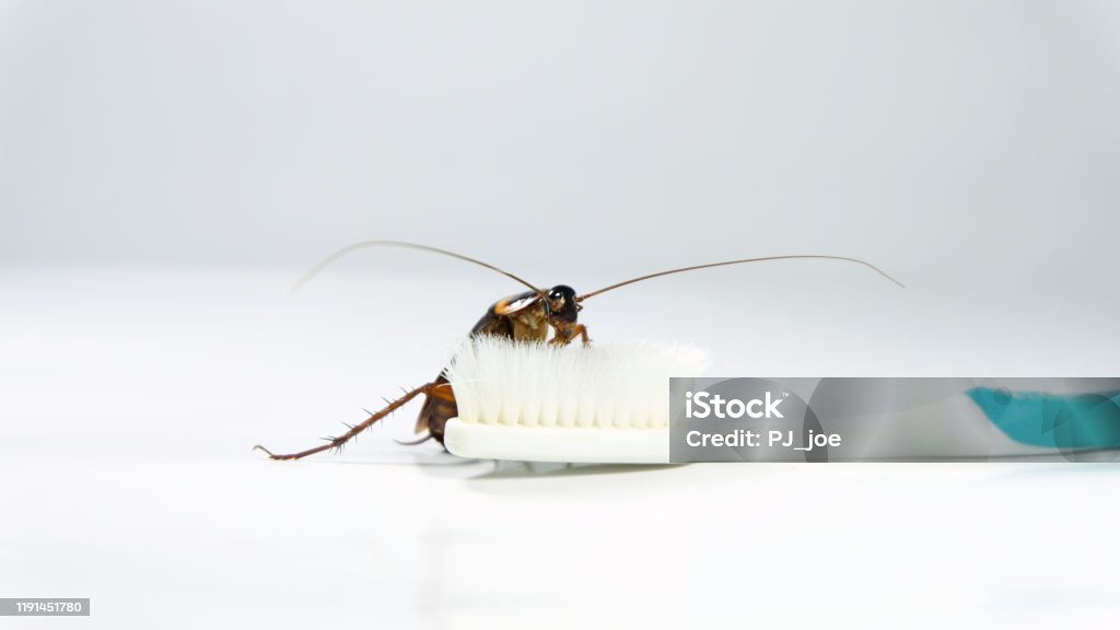 Cockroach Toothbrush Cockroach On Toothbrush And Toothpaste Isolated On White Background ...