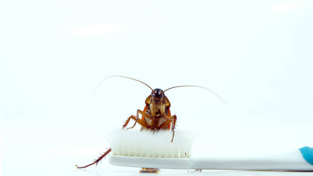istock Cockroach on toothbrush and toothpaste isolated on white background. Contagion the disease, Plague,Healthy,Home concept. 1191451834