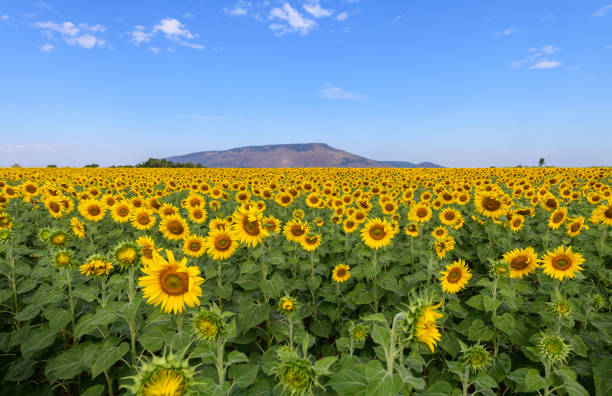 istock Beautiful sunflower  field on summer with blue sky 1191452965