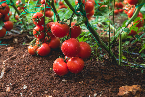 tomates rojos frescos maduros naturales, orgánicos y deliciosos que cuelgan en la vid de una planta de tomate en el jardín o invernadero - tomatoes on vine fotografías e imágenes de stock