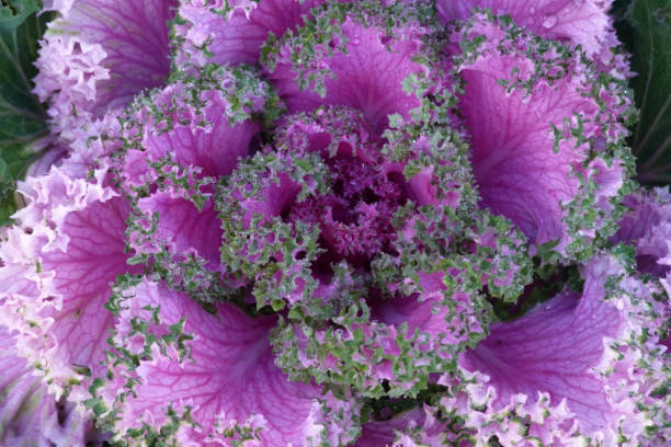 istock Purple cauliflower in the garden with dew drops 1191454191