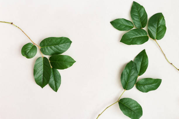 istock Branches of tree with green leaves. Minimal style background. Protect the environment concept. Care of nature. Vertical format image. 1191455338