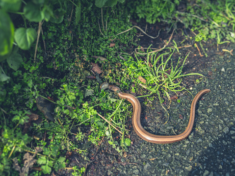 A slow worm is eating a slug in the street
