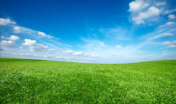 istock Field of green fresh grass under blue sky 119145584