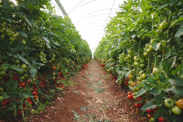 świeże dojrzałe naturalne, organiczne i pyszne czerwone pomidory wiszące na winorośli pomidorowej rośliny w ogrodzie lub szklarni - heirloom tomato tomato vegetable fruit zdjęcia i obrazy z banku zdjęć