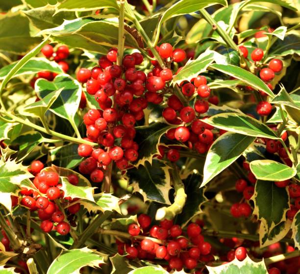 istock Holly berries in closeup. 1191456154