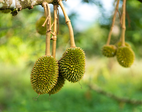 The durian is distinctive for its large size, strong odor, and thorn-covered rind.